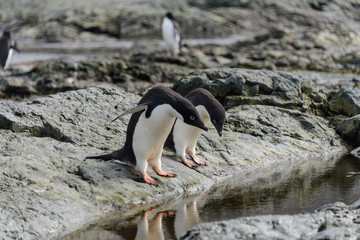 Group of adelie penguins on beach in Antarctica