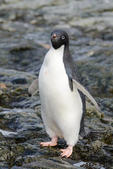 Fototapeta premium Adelie penguin going on beach in Antarctica 