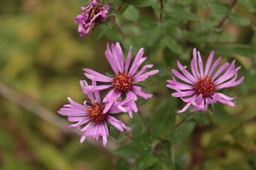 Beautiful Pink American Wild Aster Flowers With Dark Purple and Orange Centers in Bloom Against an Autumnal Yellow Green Soft Background