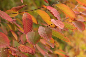 Branch Full of Brilliant Red Autumn Leaves in Front of Gold and Green Foliage Background Texture
