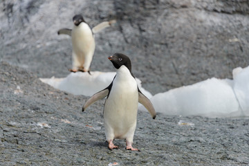 Fototapeta premium Adelie penguin standing on beach in Antarctica