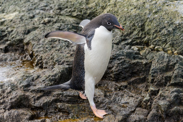 Adelie penguin standing on beach in Antarctica