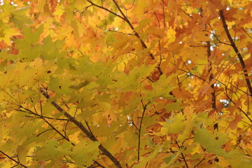 Vibrant Yellow and Green Autumn Sugar Maple Leaves With Brown Branches Background Texture