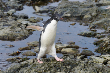 Naklejka premium Adelie penguin standing on beach in Antarctica