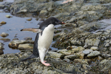 Naklejka premium Adelie penguin standing on beach in Antarctica