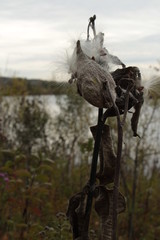 Fuzzy White Milkweed Seeds in Dead Grey Pods on Plants in Front of Water
