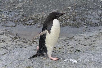Adelie penguin going on beach in Antarctica