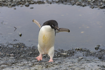 Adelie penguin going on beach in Antarctica