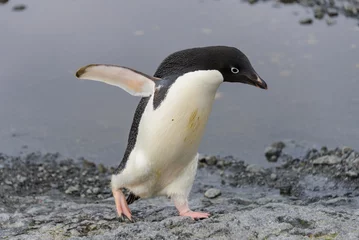 Crédence de cuisine en verre imprimé Pingouin Manchot Adélie passe sur la plage en Antarctique