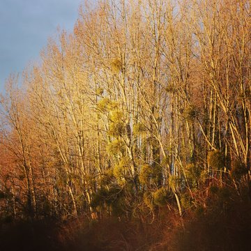 autumn in the forest