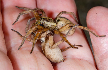 Wolf spider Hogna radiata cannibalistic behaviour