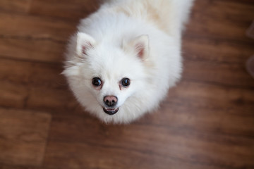 Obraz premium portrait of a curious pomeranian spitz on a wooden parquet