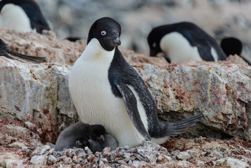 Adelie penguin with chicks in nest in Antarctica
