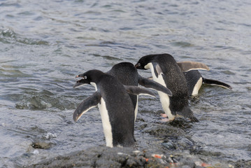 Adelie penguins going to water in Antarctica