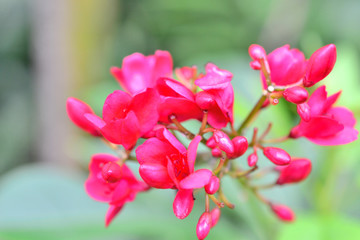Pink flowers in Thailand