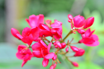 Fototapeta na wymiar Pink flowers in Thailand