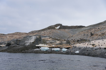 Group of adelie penguins on beach in Antarctica