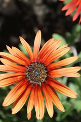 orange flower on green background