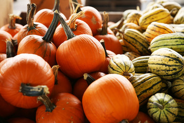 Organic pumpkins and gourds on the market. Pile of pumpkins in the market. Natural colors and texture. Autumn concept background. Rich harvest, Thanksgiving, Halloween.