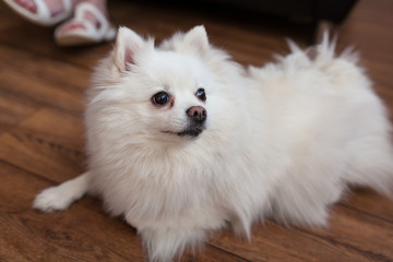 portrait of a curious pomeranian spitz on a wooden parquet