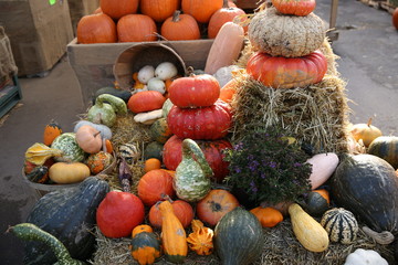 pumpkins and gourds