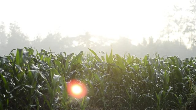 Green juicy leaves of young corn in the field, closeup. Agricultural background in Asia, Indonesia..