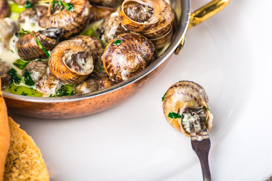 snails