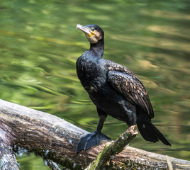 Kormoran - Phalacrocorax carbo