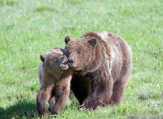 Fototapeta na wymiar Grizzly #399 and Cub