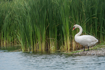 Single swan cleaning feathers in front of high contrast green reed as background and majestic appearance