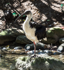 Strohhalsibis - Threskiornis spinicollis