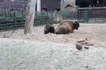 bizon at zoo © Alina