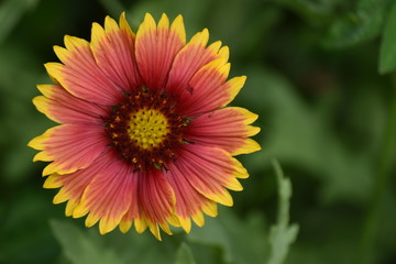 orange flower in garden