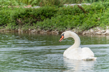 Single swan cleaning feathers in front of high contrast green reed as background and majestic appearance