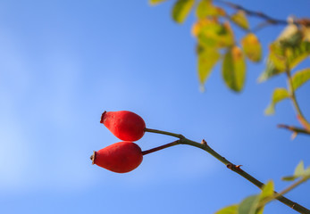 Ripe rosehip fruits and green leafs on blue sky background