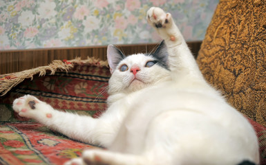 white with gray blind cat