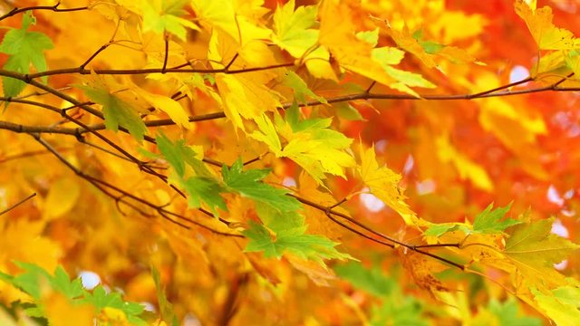 UHD closeup shot of the beautiful autumn maple tree leaves