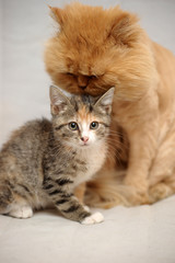 red-haired Persian sheared cat and tabby kitten