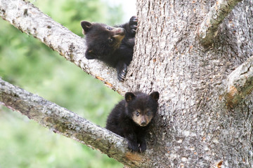 Black Bear Cubs © Andrew
