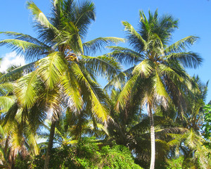 Beautiful tall coconut palm trees on island in Caribbean, Dominican Republic. Jungle Landscape Exotic Paradise
