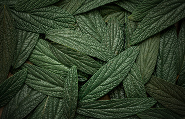 green leaves background