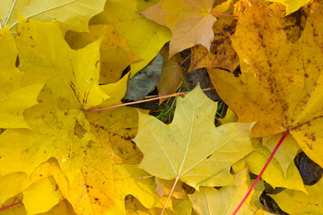 Autumn landscape. Golden leaves background