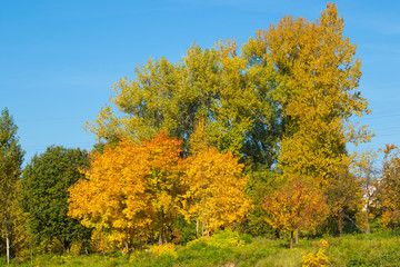 Fototapeta premium Autumn landscape. Golden leaves on blue sky background