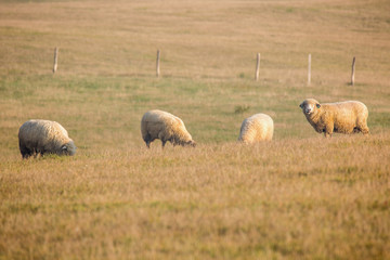 Fototapeta premium sheep are grazing on a mountain meadow