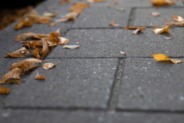 Autumn Leaves on Road