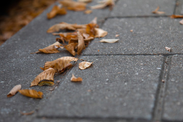 Autumn Leaves on Road