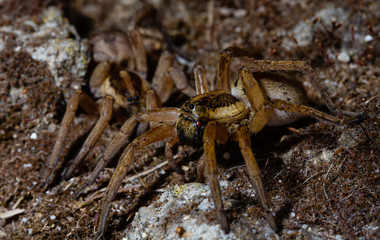 Wolf spider Hogna Radiata