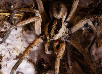Wolf Spider hogna radiata