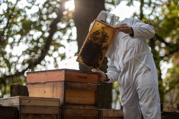 Imker beim kontrollieren der Bienen im Herbst