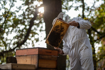 Imker beim kontrollieren der Bienen im Herbst